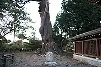 主幹に巻き付くような特徴的な枝。2023年10月24日撮影。