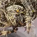 メスの頭部