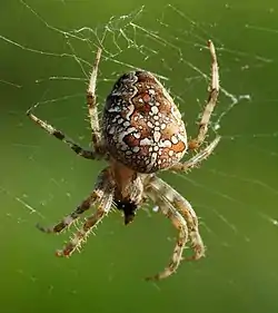 クモ目(ニワオニグモ Araneus diadematus)