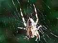 メスの腹部の模様