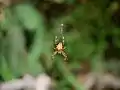 網に止まっている様子