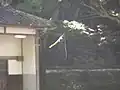網を張っている状況(神社の境内)