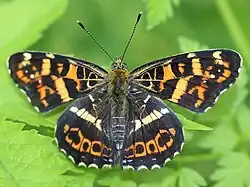 サカハチチョウ 春型Araschnia burejana(サカハチチョウ属)