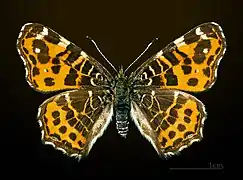 Araschnia levana f. prorsa