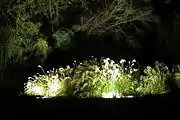 ライトアップされた嵯峨野のすすき
