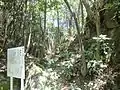 主郭の東側にある堀切（出丸へと続く尾根の堀切）