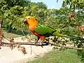 (Aratinga jandaya)