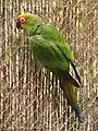 ゴシキメキシコインコ(Aratinga auricapillus)