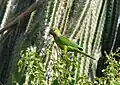 チャノドインコのなかま