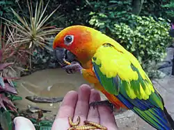 コガネメキシコインコSun Parakeet、Sun Conure とも
