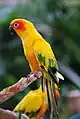 コガネメキシコインコ(Aratinga solstitialis)