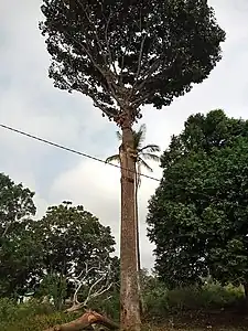 全体。