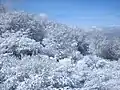 雪で覆われた2月の北側。