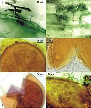 5.  グロムス類の厚壁胞子: (c) Entrophospora lamellosa (エントロフォスポラ科), (d) Entrophospora infrequens, (e) Cetraspora pellucida (ラコケトラ科), (f) Rhizoglomus microaggregatum (グロムス科)