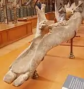 Archaeobelodon filholi 歯骨