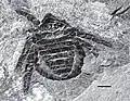 Namurotarbus roessleri（旧称Archaeomartus roessleri）