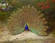 孔雀