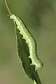 カバシャク Archiearis parthenias 幼虫, フィンランド例外的に腹脚を5対もつ.前3対はやや退化する