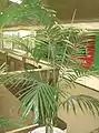 鉢植栽培