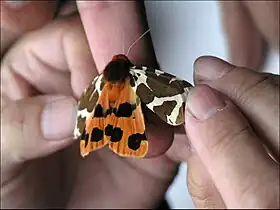 後翅の紋様