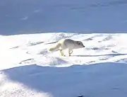 ホッキョクギツネ(Alopex lagopus)