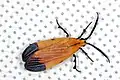 Correbidia 属（ヒトリガ亜科）成虫, ベリーズ. ベニボタル科の Calopteron 属に擬態していると考えられる