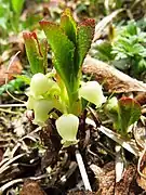 花序西吾妻山・2011年6月
