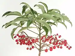 Ardisia crenata