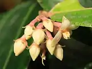 花。