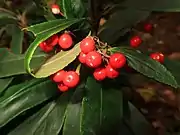 カラタチバナ