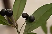 シシアクチ