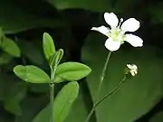 葉の両面に毛があり、縁と裏面の葉脈上の毛が著しい。