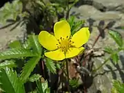 花は黄色で5弁花。雄蕊は20個、花柱は多数ある。