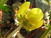 萼片と副萼片は5個あり、花茎に毛がある。