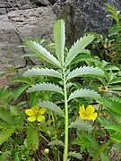 葉の裏面は白綿毛が密生して白色を帯びる。小葉の間の葉軸に付属小葉片をつける。