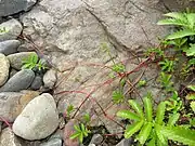 細く長い走出枝を出して広がる。