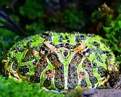 ベルツノガエルC. ornata