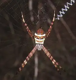 コガタコガネグモArgiope minuta