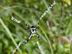 Argiope amoena