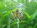 ナガコガネグモArgiope bruennichii