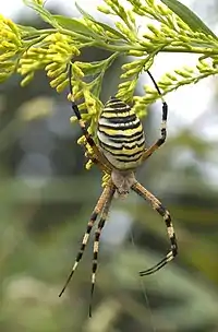 Argiope bruennichi