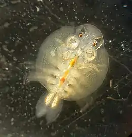 チョウモドキ A. coregoni