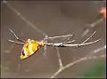 腹部降誕が突き出している例Argyrodes zonatus
(ヒメグモ科)