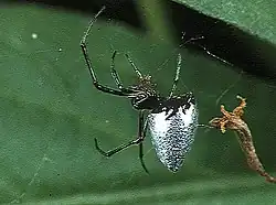 シロカネイソウロウグモ♀Argyrodes bonadea