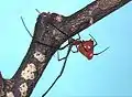 アカイソウロウグモ♀Argyrodes miniaceus