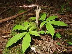 花序柄が葉柄より長い個体。
