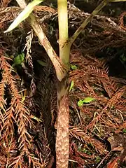 偽茎や鞘状葉の地色は淡褐色で、斑はやや赤味が強い傾向にある。偽茎部の葉柄基部の開口部は襟状に広がる。