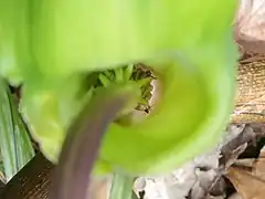 雌株の花序付属体の基部につく角状突起状の退化花と雌花。花粉を運んで仏炎苞から逃げ出せないで死んだ昆虫が見える。仏炎苞舷部を立たせて撮影。