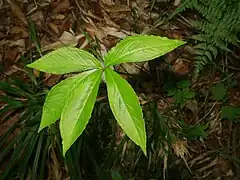 小葉間の葉軸はほとんど発達しない。