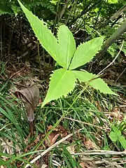 福井県勝山市 2023年6月中旬。分布地の西端。